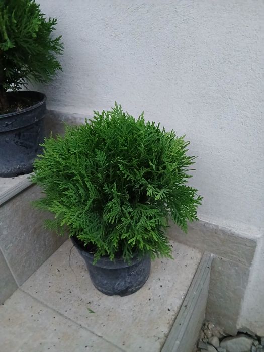 Tuia smaragd 80 cm