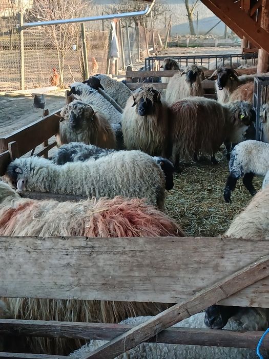 40 de oi cu miei si 10 carlane disponibile