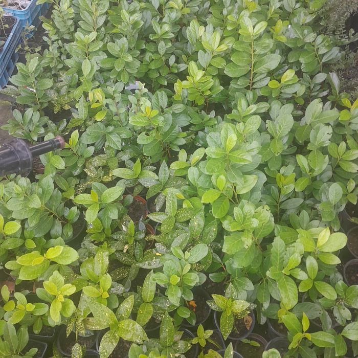 Грийн комфорт предлага следните растения за продажба лавровишна,ружа,.