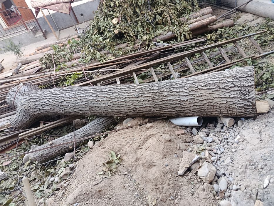 Srochna Yongʻoq daraxti sotiladi