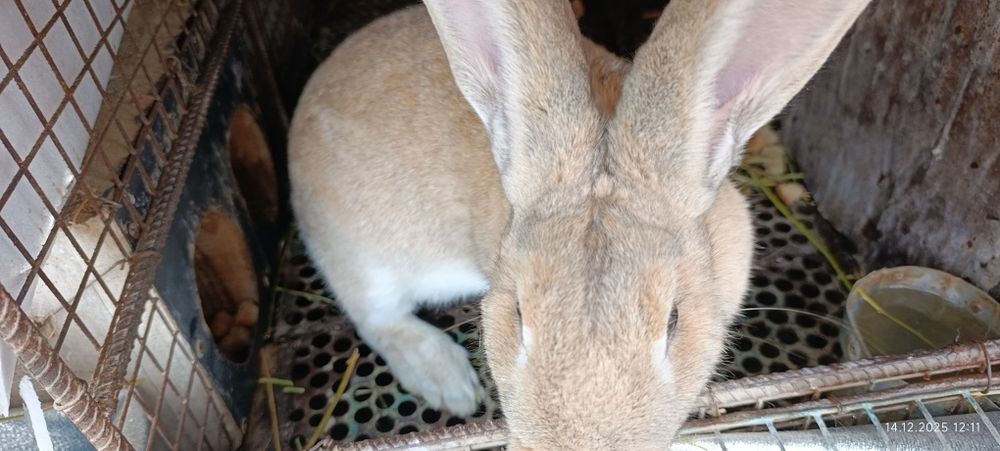 Кролики великаны