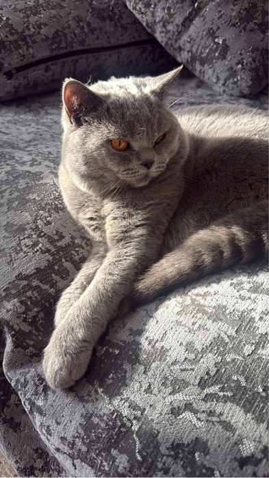 Британский короткошерстный