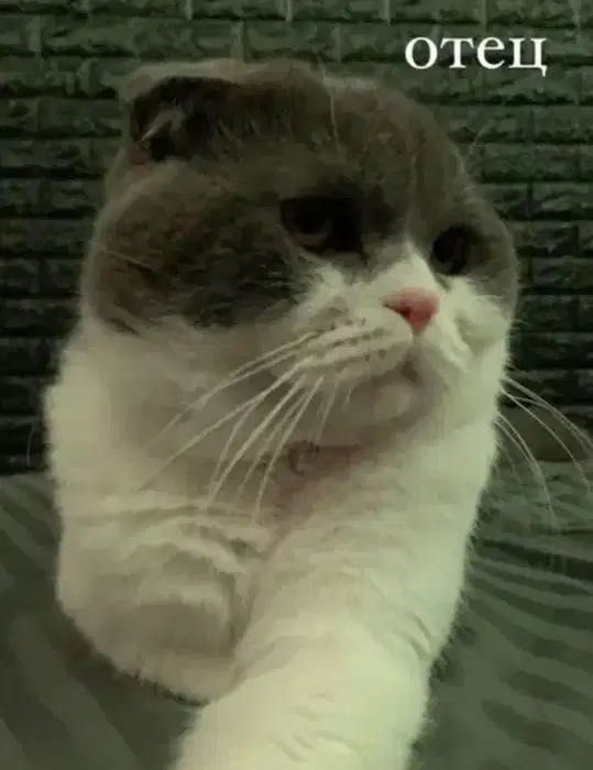 породистые котята