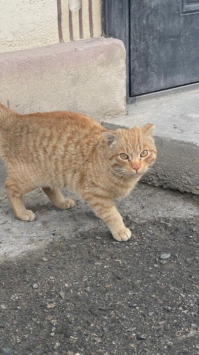 Отдам кота в добрые руки