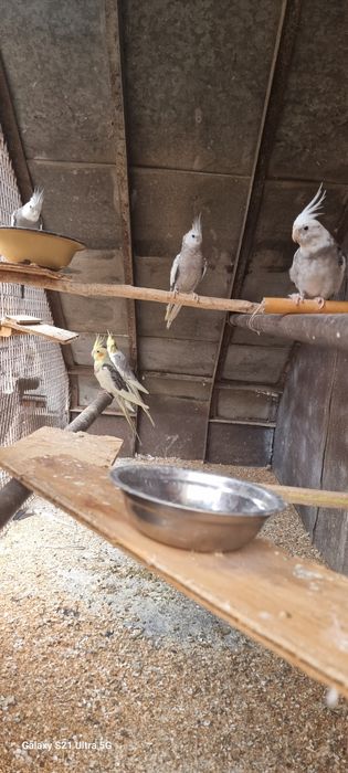 Perechii Nimfe  mature