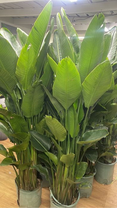 стрелиция николая