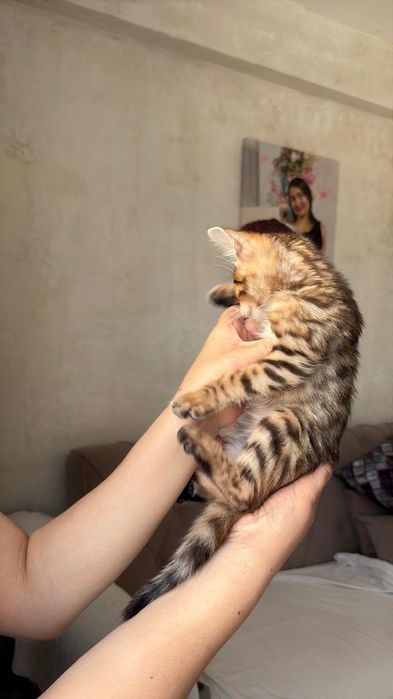 Продам бенгала мальчика 2 мес