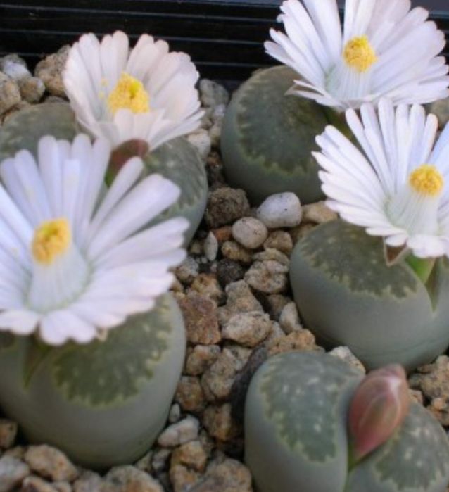 Комнатные цветы в горшках