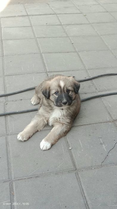 Отдам щенка. В добрые руки.
