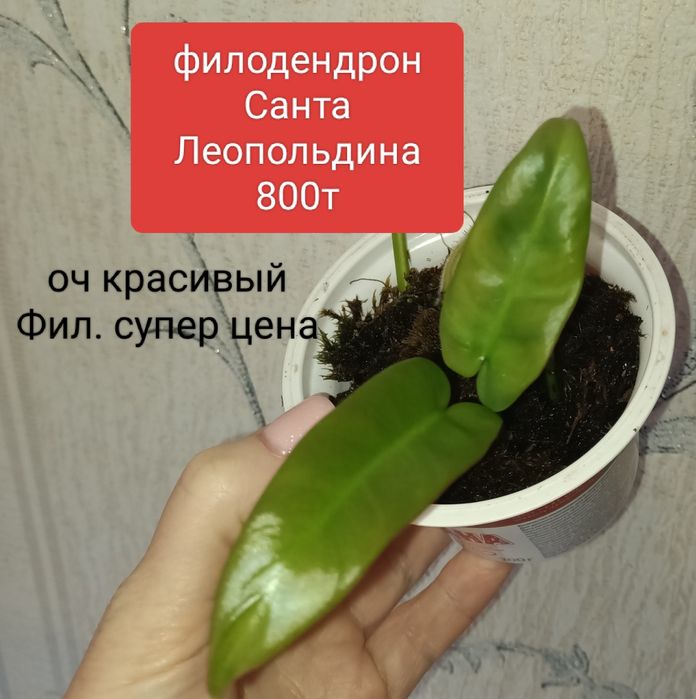 Филодендрон Минарум 5800т