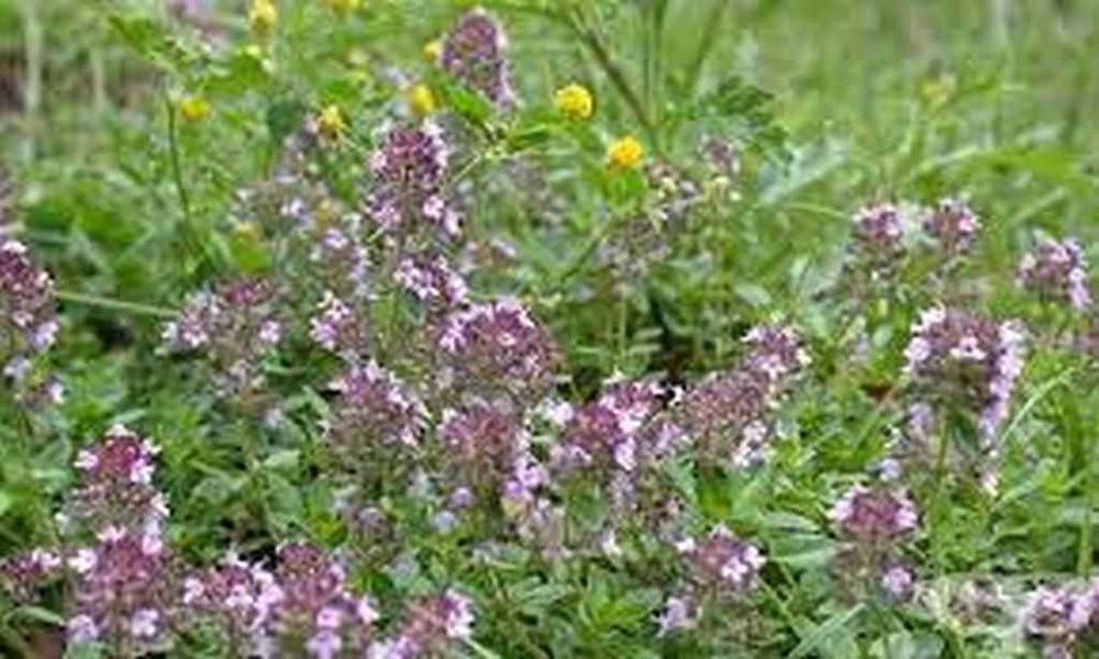 Български пчелен мед от Родопите Реколта 2025!