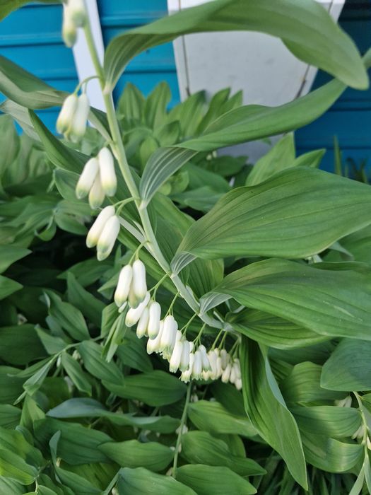 Продам растения многолетки
