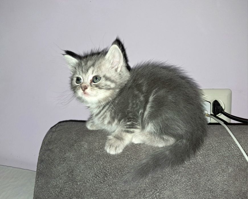 Шотландский прямоухий мальчик