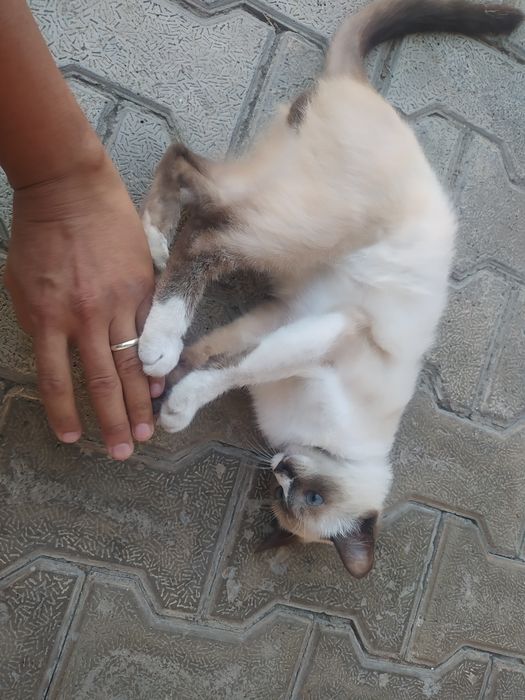 Сиамская кошка породистая