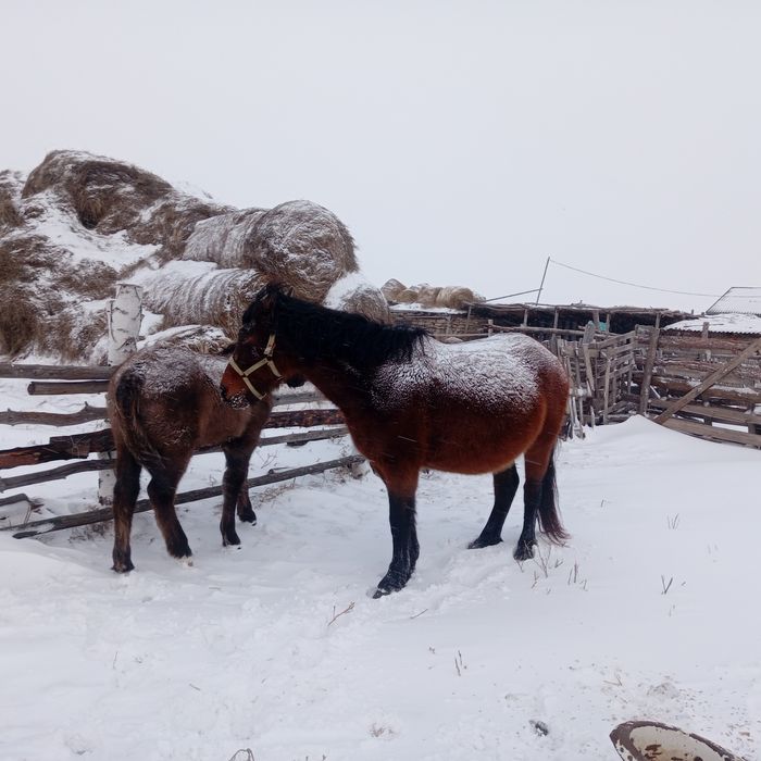 Продам  бие жабагымен