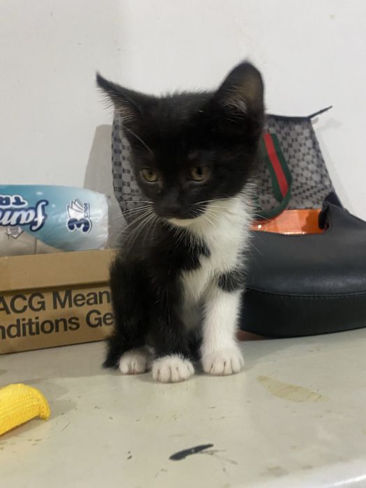 Котёнок домашний мальчик отдам