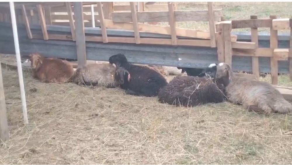 Продам баранов токты кошкар