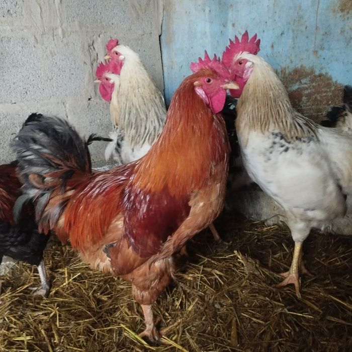 Продам куры домашние