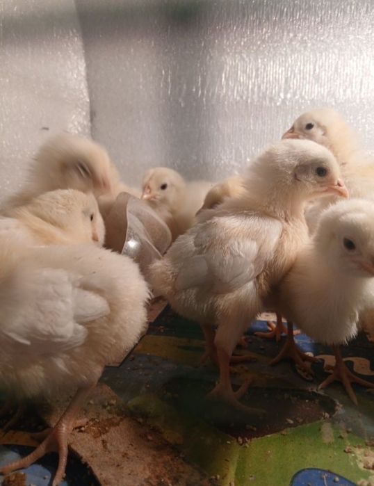 Jõjalar bor oladiganlar yozsin