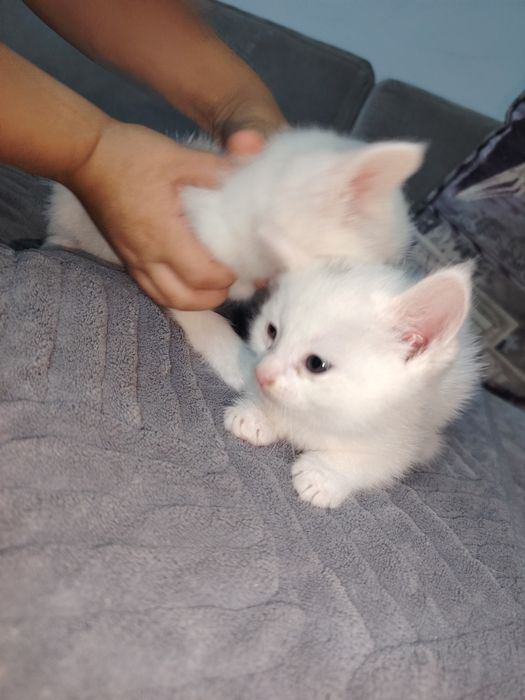 Котята отдам даром