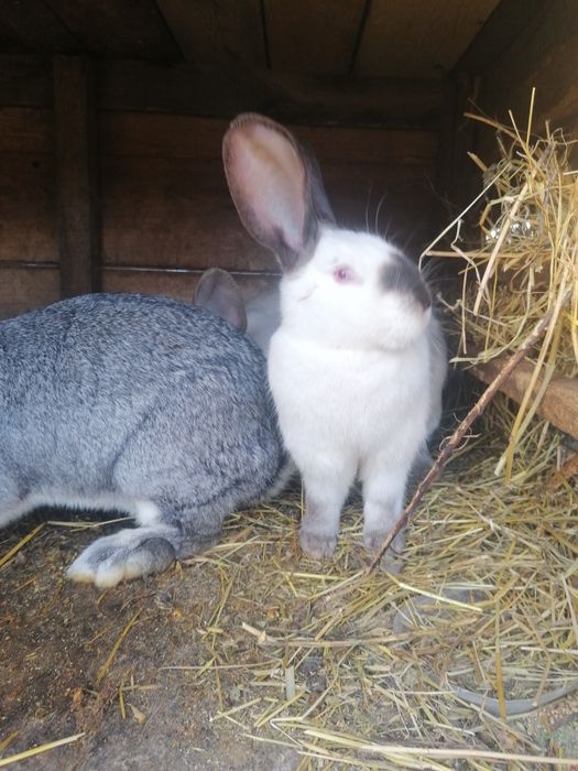 Vând iepuri rasa uriaș german