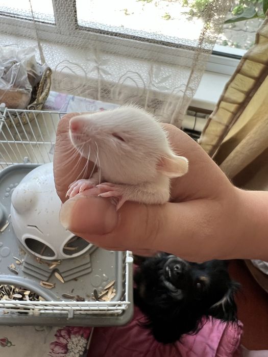 Крысы дамбо резерв продажа красивые