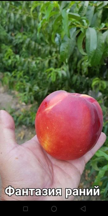 Мевали дарахт кўчатлари сотувда