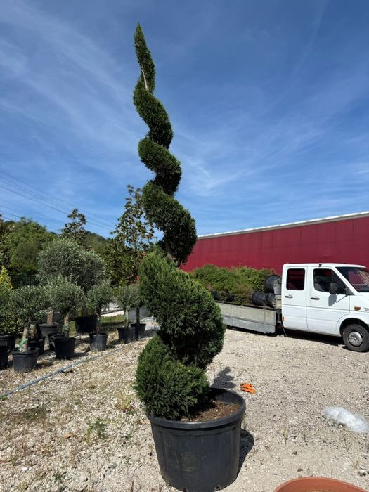 Tuia Smarard/Chiparos Leylandii