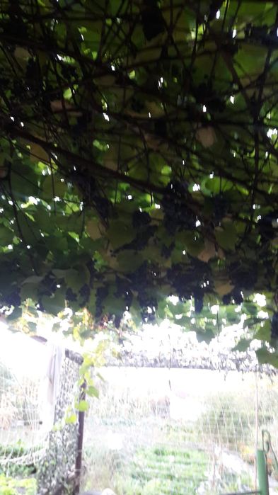 Продам дачный уголок 10 соток