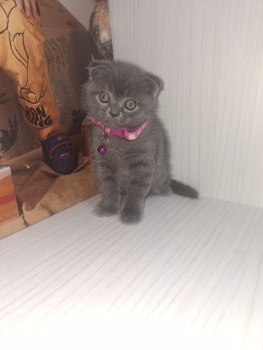 British  Shorthair