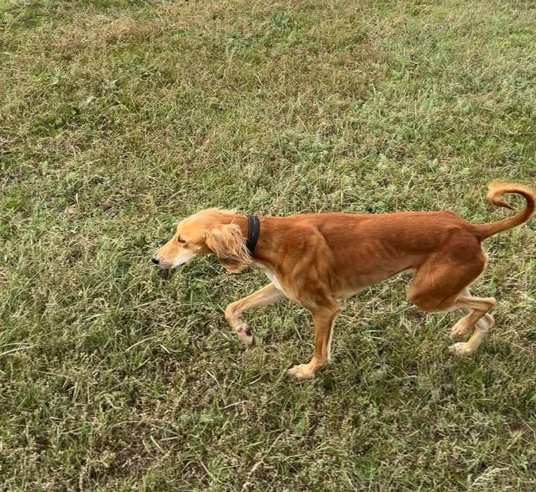 Тазы сатылады - тазы продается