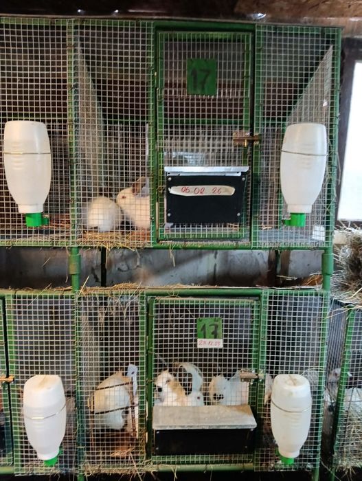 Продават се на различна възраст