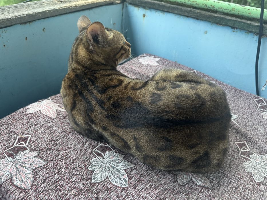 Бенгальский кот, мальчик