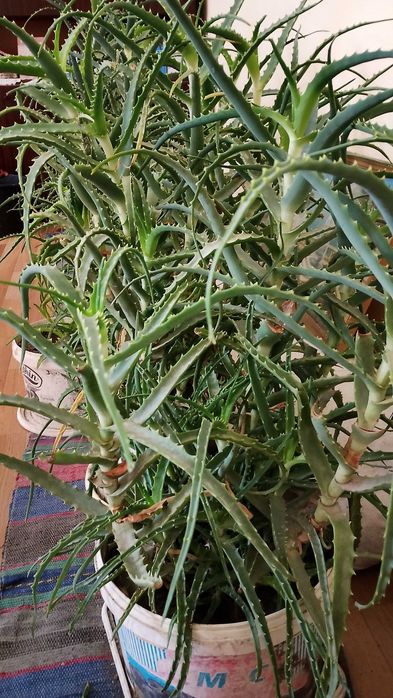 Живо алое вера за лечебна напитка – големи и малки растения