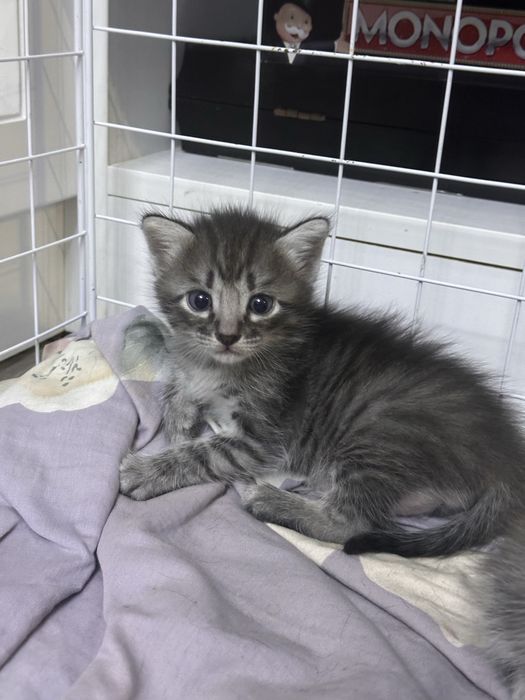 Котята домашние в добрые руки