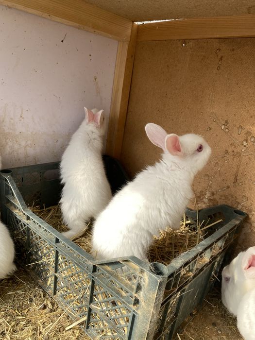 Quyon bollari sotiladi