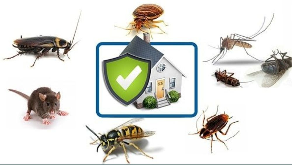 Дезинсекция | Уничтожение насекомых | Тараканы, клопы | дезинфекция