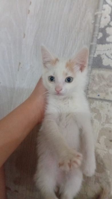 Мысык бар 1,5 айлык алам десеныздер