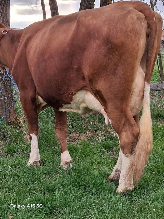 Vand juninca baltata românească la a 2a fătare