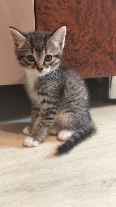 Отдадим Котят в добрые руки