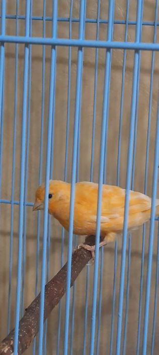 Канарейки молодняк