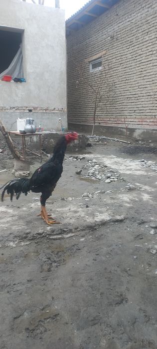 Хороз ва макйон сотилади зоти турк