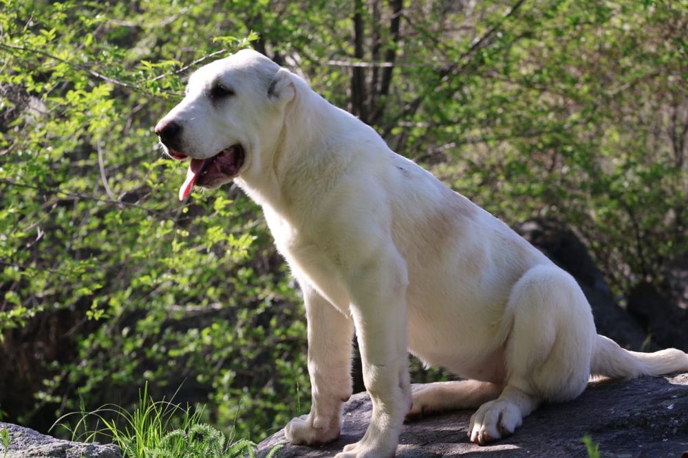 Девочка Сао Алабая 4 месяца