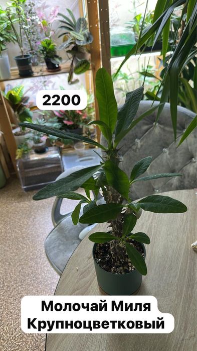 Комнатные растения