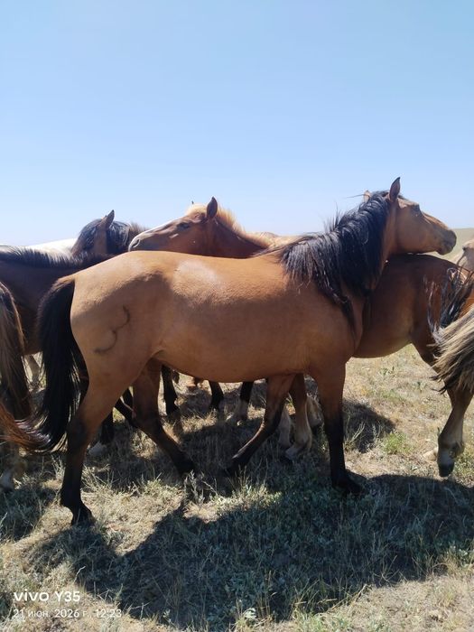 Жылқы сатылады 750 000тг
