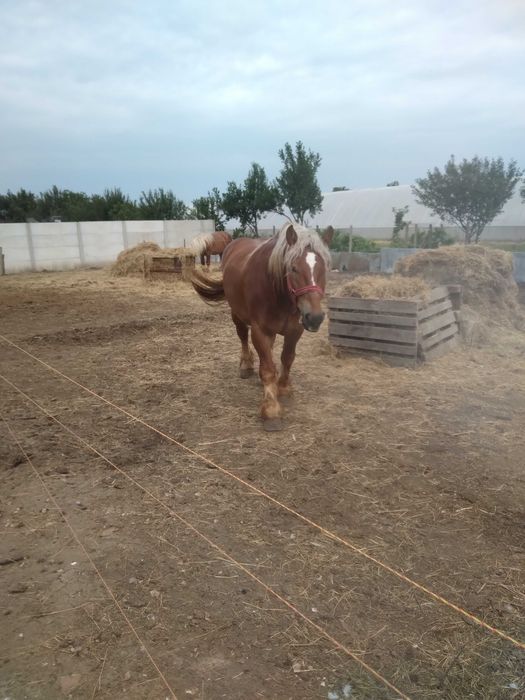 Caii buni de vânzare