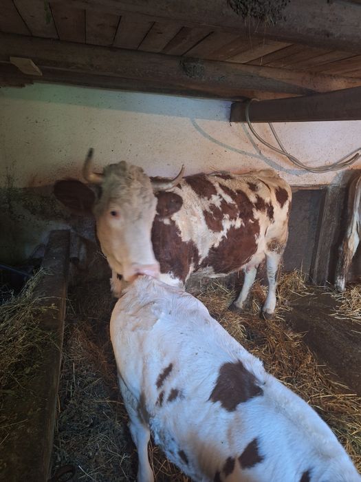 Vând 2 vaci de lapte