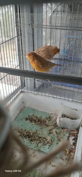 Изабела пара сатылады.