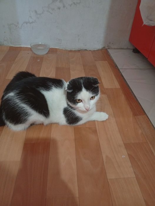 Отдам бесплатной