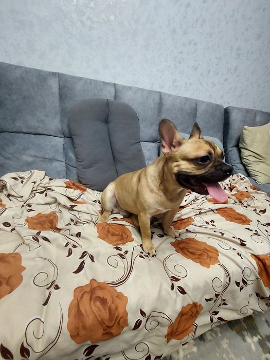 Французский бульдог